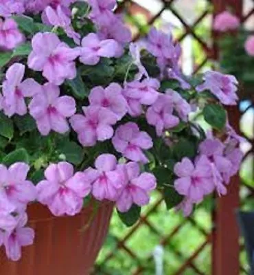 25+ Accent Lavender Blue Impatiens / Annual Flower Seeds / Shade Loving • £3.61