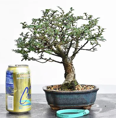 Chinese Elm Bonsai • $390