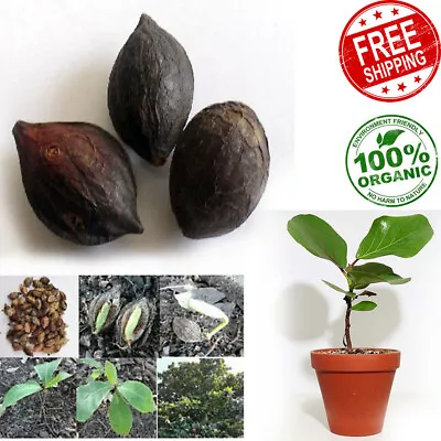 $5.99 • Buy Indian Almond Tree Seeds Terminalia Catappa Viable Seed