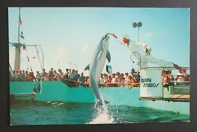Jumping Porpoises Marineland FL Unposted Chrome Postcard  • $1