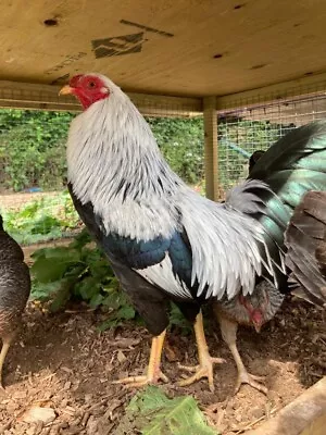 6 X Beautiful Pure Rare Breed Silver Kraienkoppe Bantam Chicken Hatching Eggs • £14.50