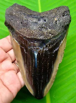 Megalodon Shark Tooth - Almost 5  - Shark Teeth - Real Fossil - Megladone • $155
