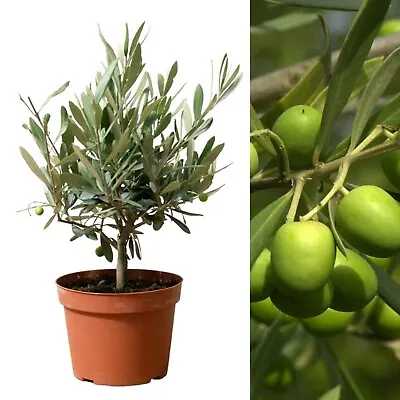 1 X Olive Tree With Mature Stem - Outdoor 'Olea Europa' In A 14cm Pot • £17.99