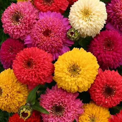 Zinnia Dahlia Mix 4 Gram ~ Approx 490 Finest Seeds • £2.59