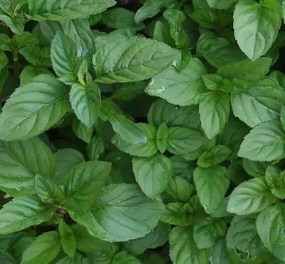 Lime Mint  - Aromatic Flowering Herb Plant 9cm Pots • £6