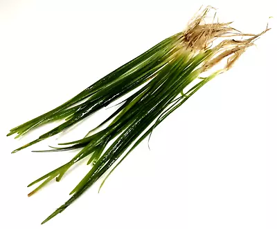 £5.99 • Buy 10x Sagittaria Natans Carpeting Grass Live Aquarium Aquatic Plants Fish Tank