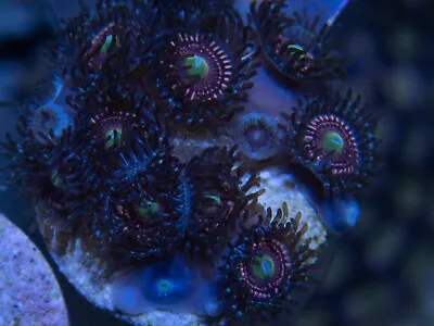 Coral Frag Pack  SPS Pack Live Coral / SPS / LPS /Zoas / Anemone / GSP • $99.98