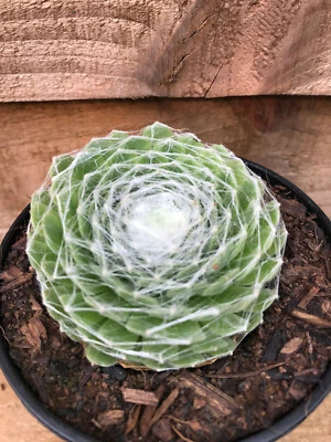 Sempervivum Arachnoideum Cobweb Houseleek 9cm Evergreen Succulent • £4.95