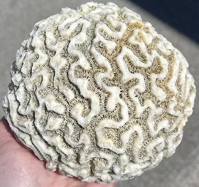 5” White Brain Coral Ocean Aquarium Nautical Decor Natural Dried Fossil • $75