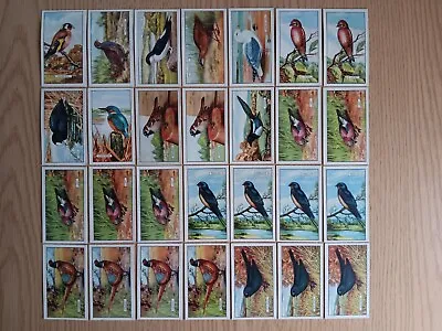 Gallaher Ltd Cigarette Cards British Birds 1937 Group Of 56 Cards • £5.60