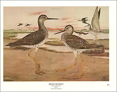 1968 Vintage Print Greater Yellowlegs Bird Birds Tree Trees Art Home Rocks Shore • $24.88