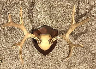 Set Of Mule Deer Antlers  5x5 Point Horns Rack Mount Decor • $149.99