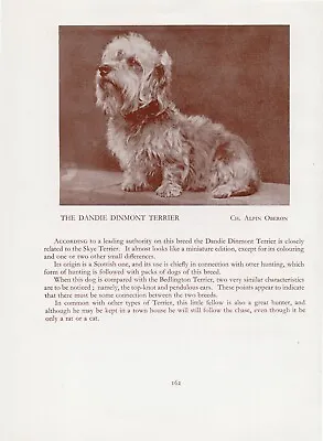 £4.99 • Buy Dandie Dinmont Terrier Old Vintage 1934 Named Champion Dog Page Print