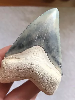 2.75  Sky Blue Bone Valley Megalodon Shark Tooth • $275