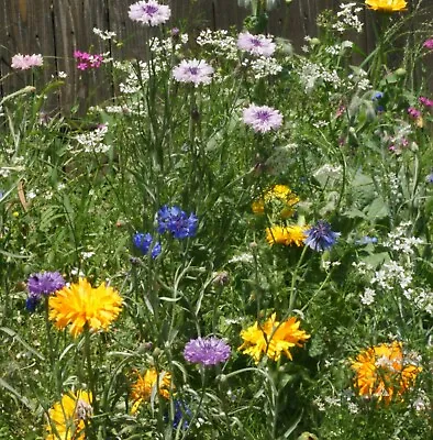 Wildflower Mix EDIBLE FLOWERS Tangy Spicy Floral W/ Perennials Non-GMO 500 Seeds • $3.98