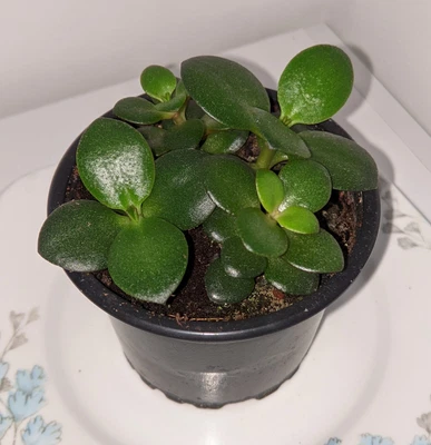 £5 • Buy Crassula Ovata Rooted Leaf X2 * Jade Plant Leaf With Plantlets * Money Succulent