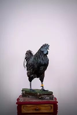 Ayam Cemani  Rooster Taxidermy Mount On Antique Base Museum Quality Chicken Bird • $2600