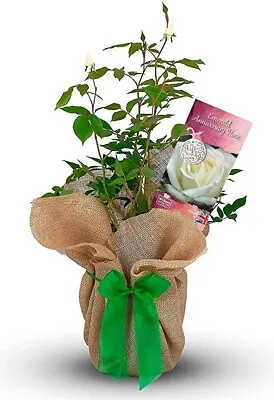 £27.99 • Buy Emerald Wedding Gift Rose - 55th Anniversary Gift - Gift Wrapped With Huge Bow