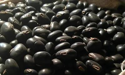 Black Kaunch Seeds Mucuna Pruriens Indian Velvet Bean Konch Beej 60g To 2Kg FS • $79.99