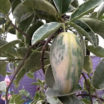 1 Seeds Variegated Mango Grafted Seeds Free Shipping From Ceylon • $17.99