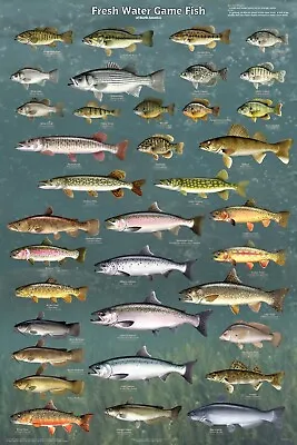 Fresh Water Game Fish Of North America Educational Reference Chart Poster 24x36 • $16.49
