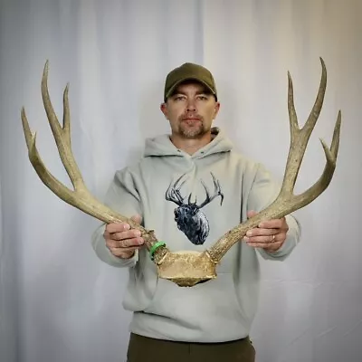 Nice 26” Wild Wyoming Mule Deer Skull Cap Antler Horn Deer Mount Taxidermy Rack • $99.99