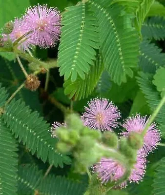 Mimosa Sensitive Plant 50 Ct Mimosa Pudica TOUCH ME NOT Flower USA FREE S&H • $2.14