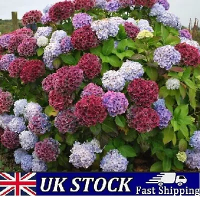 Hydrangea Flower Seeds Mix Color Giant Gorgeous Garden Plants Large Seeds • £3.50