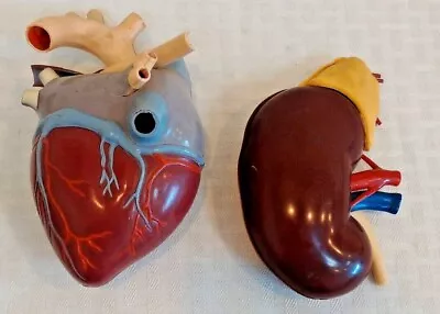 Vintage 1959 & 1961 MERCK Heart Kidney Diaphragm Model Plastic Student Teaching • $99.99