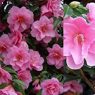 2 X Camellia 'Donation' - Evergreen Shrubs Ready To Plant In 9cm Pots • £14.99