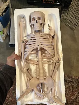Educational Skeleton Model Science Medical 32 Inches. Movable Joints • $20