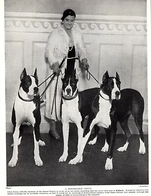 1930s Vintage Great Dane Print Antique Black And White Great Dane  4976c • $17.05