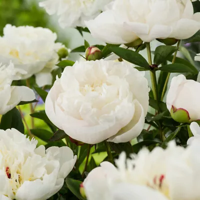 Peony Duchesse De Nemours  Hardy Perennial White Fragrant Garden Flower Plant • £9.95