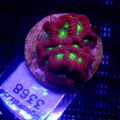 Red With Green Eye Favia Coral Frag WYSIWYG IC 3368 - Indigo Corals • $20