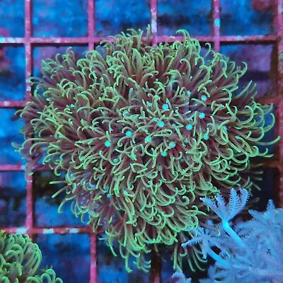 Light Green Star Polyp Frag Live Soft Coral For Reef Marine Tank Nano Aquarium • £9.95