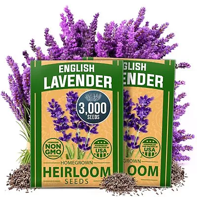 Premium English Lavender Seeds | 3000 Non-GMO Herb Seeds | USA-Sourced Wildfl... • $17.05