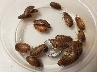 Dubia Roaches Small - Medium - Large Live Reptile Feeders 25 - 1000+ • $15.99