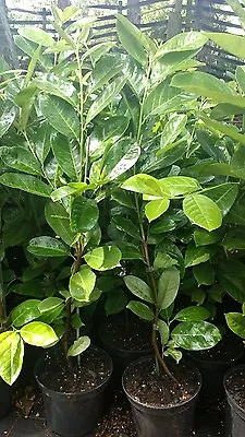 6x Cherry Laurel Plants Evergreen Hedging Trees/shrubs 50-70 Cm Tall 2lt Pots • £39.99