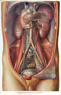 Vtg German Male Abdomen Anatomy Dissection Picture #2 NEW Fine Art Giclee Print  • $6.99