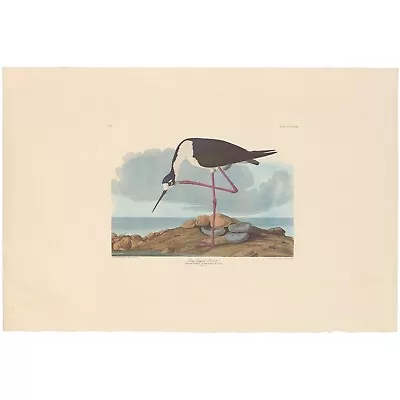 $200 • Buy Audubon Amsterdam Ed Dbl Elephant Folio Lithograph Pl  328 Long-legged Avocet