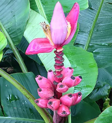 Musa Velutina - Pink Dwarf Banana - 5 Seeds • $5.98