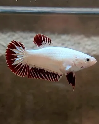 Female Live Betta Fish Snow  Red Dragon  USA • $12.99