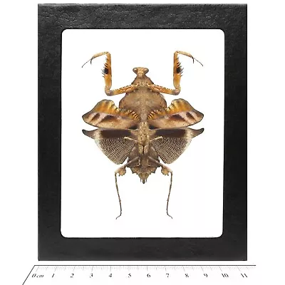 Deroplatys Lobata Female REAL FRAMED PRAYING MANTIS DEAD LEAF MANTIS • $30