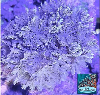 Live Coral Red Sea Pulsing Xenia  CoralSLover  • $29.95