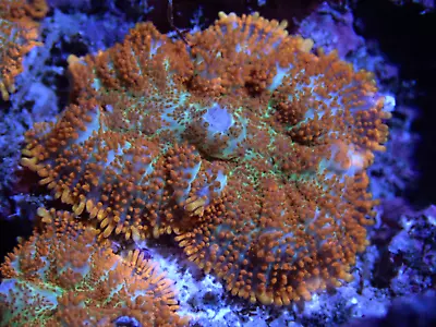 Orange With Blue & Green Base Rhodactis 1 Mushroom Shroom Coral Frag-Marine • £0.99