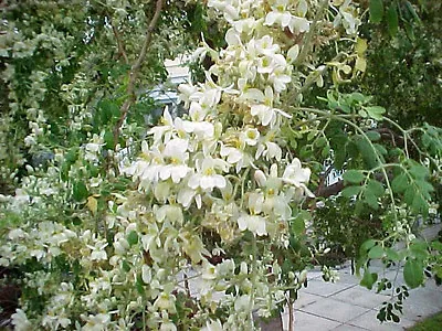 Moringa Oleifera Miracle Tree 8 Seeds • $6.14