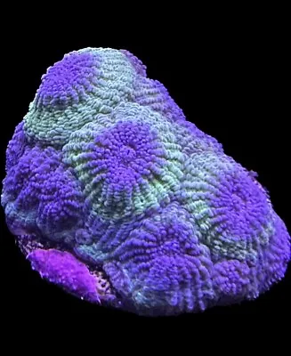 Live Coral Diploastrea Purple Pineapple Open Brain 3/4 + • $25