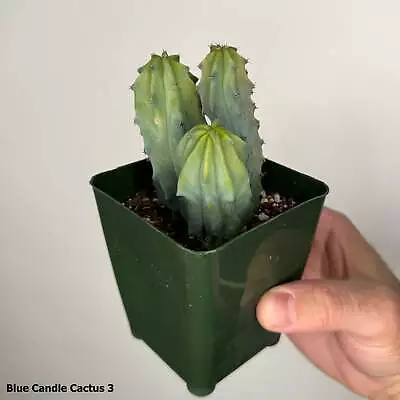 3  Blue Candle Cactus Myrtillocactus Geometrizans • $15