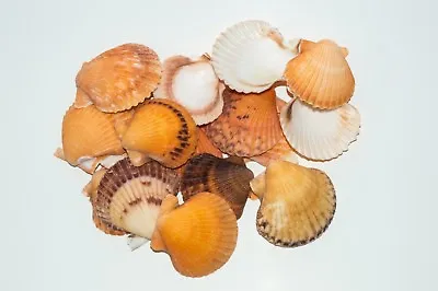 $11.25 • Buy NessaStores Orange Pecten Sea Shell Beach Craft Scallop 2  - 3  (16 Pcs ) #JC-31