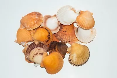 NessaStores Orange Pecten Sea Shell Beach Craft Scallop 2  - 3  (16 Pcs ) #JC-31 • $11.25